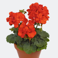 Pelargonium zonale ´Shocking Orange´ / Muškát krúžkový , bal. 6 ks, 6x K7