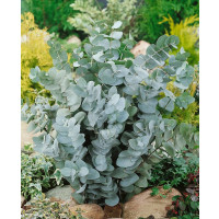 Eucalyptus cinerea ´Silver Dollar´/ Eukalyptus popolavý, K7