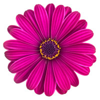 Osteospermum ´Soleo Purple´ / Osteospermum, K7