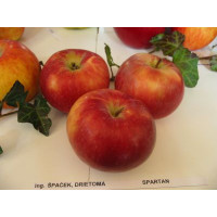 Malus domestica ´Spartan´ / Jabloň zimná, M26