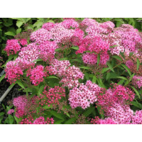 Spiraea japonica ´Anthony Waterer´ / Tavoľník japonský, 25-30 cm, C3
