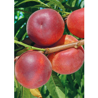 Prunus persica ´Stark Red Gold´ / Nektarinka, GF677