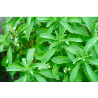 Stevia rebaudiana ´Improved Compact´ BIO / Stévia cukrová, K12
