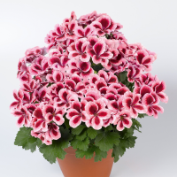 Pelargonium grandiflorum ´pac®Aristo®Strawberry Cream´ / Muškát veľkokvetý, K7