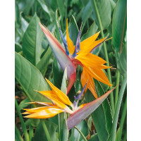 Strelitzia reginae / Strelícia kráľovská, bal. 5 sem.