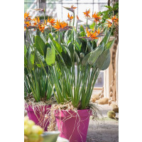 Strelitzia reginae / Strelícia kráľovská, K12