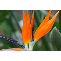 Strelitzia reginae / Strelícia kráľovská, K12