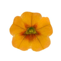 Calibrachoa Calipetite® ´Sunset Orange´ / Mnohokvetá petúnia, bal. 3 ks, 3x K7