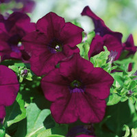 Petunia ´Surfinia®Burgundy´ / Petúnia, bal. 6 ks, 6x K7