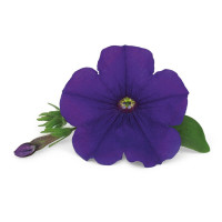 Petunia Surfinia® ´Violet´ / Petúnia, bal. 6 ks, 6x K7