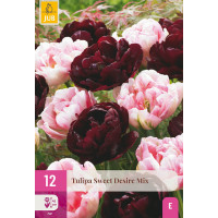 Tulipa ´Sweet Desire Mix´ / Tulipán, bal. 12 ks, 11/12