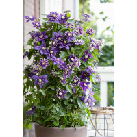 Clematis ´Taiga®´/ Plamienok plnokvetý, mladá r., K9