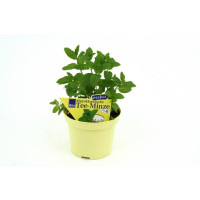 Mentha spicata Marocco BIO / Marocká mäta, K12
