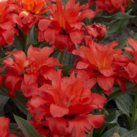 Tulipa ´Double Red Riding Hood´ / Tulipán ´Dvojitá Červená čiapočka´, bal. 5 ks, 12/+