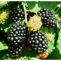 Rubus fruticosus ´Thornfree´ / Beztŕňová černica, 20 - 30 cm, K9 