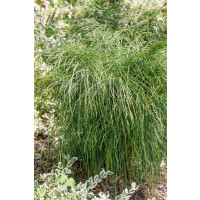 Thuja plicata ´Whipcord´/ Tuja riasnatá, 30-40 cm, C5