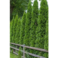 Thuja occidentalis ´Smaragd´ / Tuja smaragdová, 20-30 cm, K9