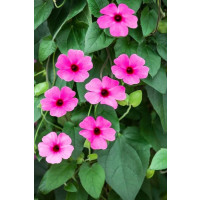 Thunbergia alata Sunny Susy ® ´Rose Sensation´ / Čiernooká Zuzana, K7