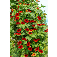 Thunbergia alata Sunny Susy ® ´Brownie´ / Čiernooká Zuzana, bal. 6 ks sadbovačov