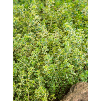 Thymus citriodorus ´Lemon´ / Dúška citrónová, K9