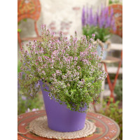 Thymus citriodorus ´Mystic Lemon´ / Dúška citrónová, K9