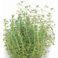 Thymus vulgaris / Tymián, K9