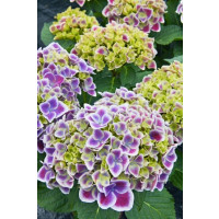 Hydrangea macr. bicolor ´Tivoli´/ Hortenzia dvojfarebná, 20-30 cm, C2