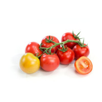 Rajčiny ´Campos® F1 (Sportivo)´, prirodzene rezistentné, štepená rastlina, K12