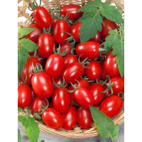 Rajčiny cherry ´Mirado®Red´, prirodzene rezistentné, štepená rastlina, K12