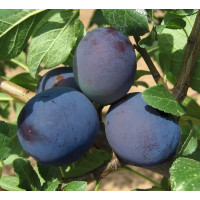 Prunus domestica  ´Tophit´ / Slivka jesenná veľkoplodá, myr.