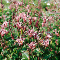 Tricyrtis formosana ´Purple Beauty´ / Tricyrtis, C1