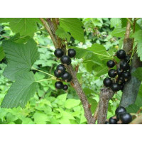 Ribes nigra ´Triton´ / Ríbezľa čierna, krík, C2