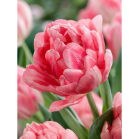 Tulipa ´Foxtrot´ / Tulipán, bal. 7 ks, 11/12