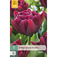 Tulipa ´Alison Bradley´ / Tulipán, bal. 7 ks, 11/12