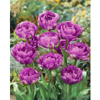 Tulipa ´Blue Wow´ / Tulipán, bal. 5 ks, 12/+