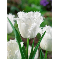 Tulipa ´Honeymoon´ / Tulipán, bal. 100 ks, 11/12, XXL
