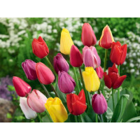 Zmes Triumph tulipánov, bal. 10 ks, 11/12