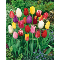 Zmes Darwin tulipánov, bal. 10 ks, 11/12