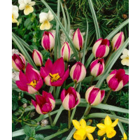 Tulipa humilis ´Persian Pearl´ / Tulipán, bal. 5 ks, 6/+
