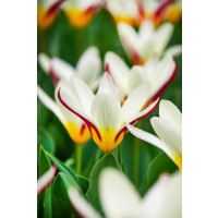 Tulipa ´The First´ / Tulipán, bal. 5 ks, 12/+