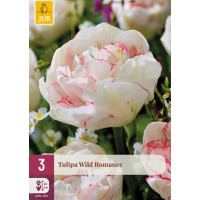 Tulipa ´Wild Romance´ / Tulipán, bal. 3 ks, 12+
