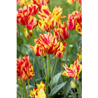 Tulipa ´Wonder Club ´ / Tulipán, bal. 5 ks, 11/12