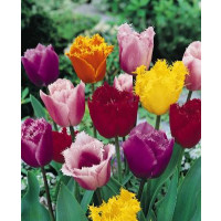 Zmes strapkatých tulipánov, bal. 7 ks, 11/12
