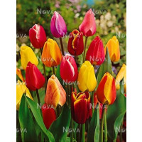 Zmes jednoduchých tulipánov, bal. 20 ks, 11/12