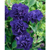 Petunia x atkinsiana ´Tumbelina® Belinda´ / Petúnia plnokvetá modrofialová, bal. 3 ks, 3x K7