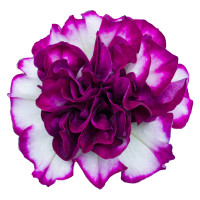 Petunia x atkinsiana Tumbelina® ´Nicola´ / Petúnia plnokvetá, bal. 6 ks, 6x K7