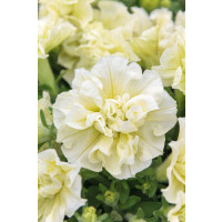 Petunia x atkinsiana ´Tumbelina® Susanna´ / Petúnia plnokvetá žltá, bal. 3 ks, 3x K7