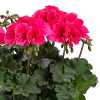 Pelargonium TWOinONE Patio Coral  / Muškát previsnutý, bal. 6 ks, 6x K7