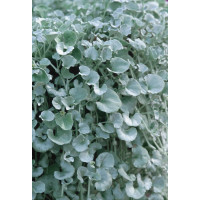 Dichondra micrantha ´Silver Falls´ / Strieborný vodopád, bal. 6 ks, 6x K7