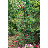 Rubus fruticosus ´Loch Ness´® / Černica beztŕňová, K11
